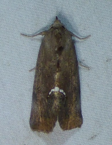 Small Necklace Moth photo 3