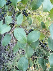 Rhamnus cathartica
