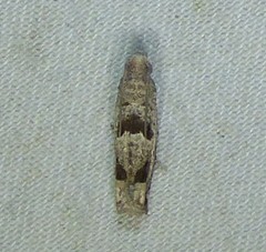 Eucosma tomonana