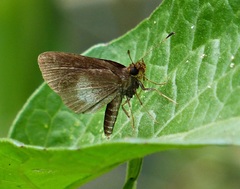 Eprius veleda obrepta