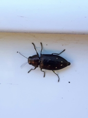 Phaenops