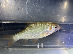 Systomus orphoides