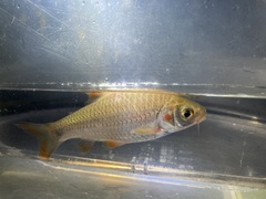 Systomus orphoides