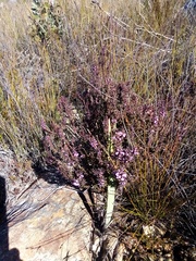 Muraltia juniperifolia
