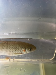 Systomus orphoides