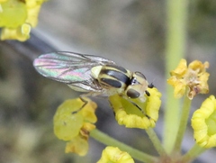 Chlorops