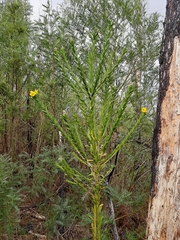 Liparia hirsuta