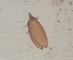Wingia rectiorella
