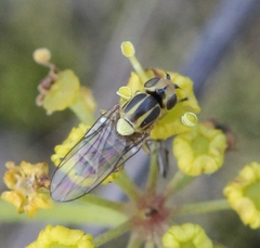 Chlorops