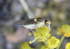 Chlorops