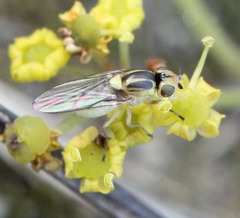 Chlorops