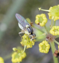 Chlorops