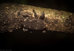 Poropterus bisignatus