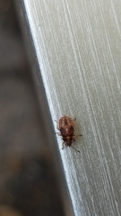 Kleidocerys resedae resedae