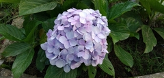 Hydrangea macrophylla