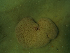 Renilla reniformis