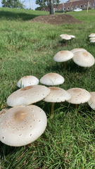 Chlorophyllum molybdites