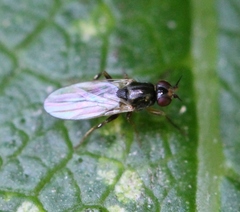 Elachiptera cornuta
