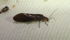 Protosialis glabella