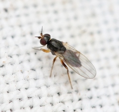 Elachiptera cornuta
