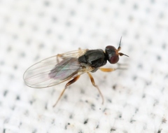 Elachiptera cornuta