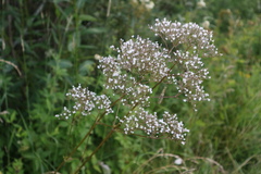Valeriana officinalis