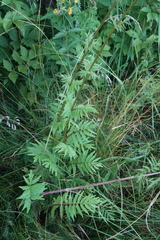 Valeriana officinalis