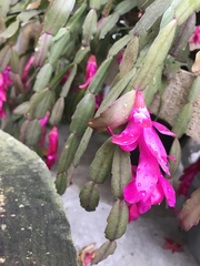 Schlumbergera buckleyi
