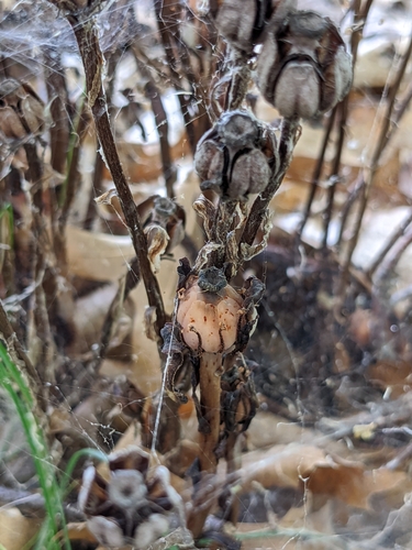 photo of Ghost Pipes (Monotropa uniflora)