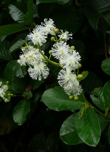Tetracera alnifolia