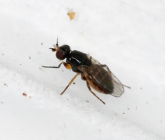 Elachiptera diastema