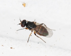 Elachiptera diastema