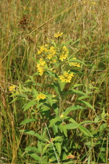 Lysimachia vulgaris