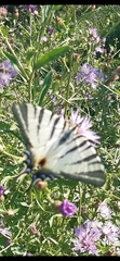 Iphiclides podalirius