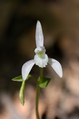 Triphora trianthophoros trianthophoros