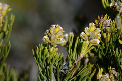 Paranomus esterhuyseniae