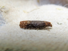 Eucosma ochroterminana