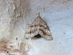 Phalaenostola larentioides