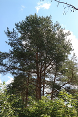 Pinus sylvestris