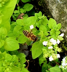 Apis mellifera
