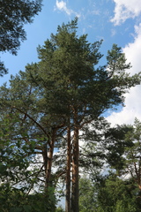 Pinus sylvestris