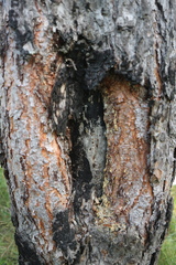 Pinus sylvestris