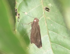 Erionota hiraca apicalis