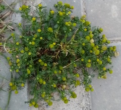 Matricaria discoidea