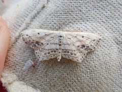 Scopula cacuminaria