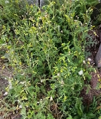 Senecio vulgaris