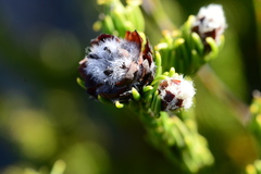 Leucadendron sorocephalodes