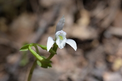 Triphora trianthophoros trianthophoros