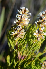 Paranomus esterhuyseniae