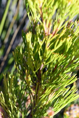 Paranomus esterhuyseniae